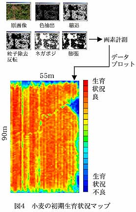 図4 小麦の初期生育状況マップ