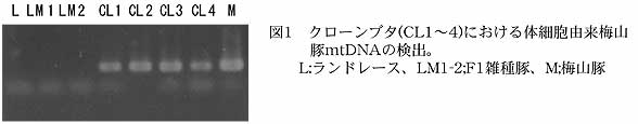 図1 クローンブタ(CL1～4)における体細胞由来梅山豚mtDNAの検出。