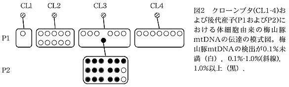 図2 クローンブタ(CL1-4)および後代産子(P1およびP2)における体細胞由来の梅山豚mtDNAの伝達の模式図。