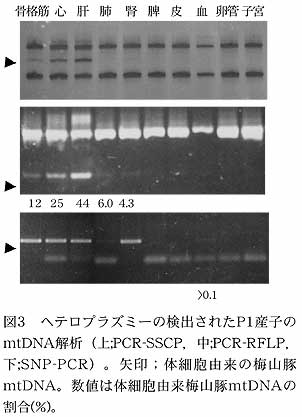 図3 ヘテロプラズミーの検出されたP1産子のmtDNA解析