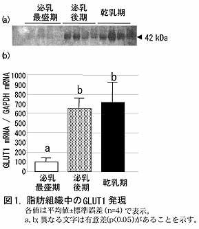 図1 脂肪組織中のGLUT発現