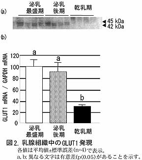 図2 乳腺組織中のGLUT発現