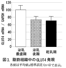 図3 脂肪組織中のGLUT発現