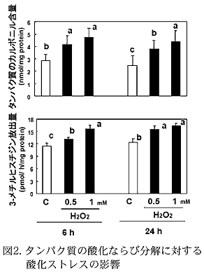 図2. タンパク質の酸化ならび分解に対する酸化ストレスの影響
