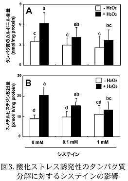 図3. 酸化ストレス誘発性のタンパク質分解に対するシステインの影響
