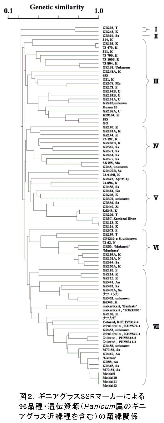 図2.ギニアグラスSSRマーカーによる96品種・遺伝資源(Panicum属のギニアグラス近縁種を含む)の類縁関係
