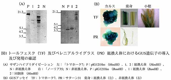 図1 トールフェスク(TF)及びペレニアルライグラス(PR)組換え体におけるGUS遺伝子の導入及び発現の確認