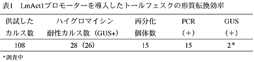 表1 LmAct1プロモータを導入したトールフェスクの形質転換効率