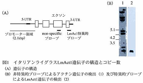 図1 イタリアンライグラスLmAct1遺伝子の構造とコピー数