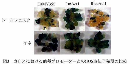 図3 カルスにおける他種プロモーターとのGUS遺伝子発現の比較