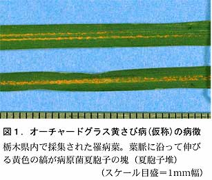 図1.オーチャードグラス黄さび病(仮称)の病徴栃木県内で採集された罹病葉。葉脈に沿って伸びる黄色の縞が病原菌夏胞子の塊(夏胞子堆)
