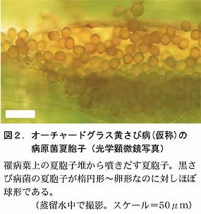 図2.オーチャードグラス黄さび病(仮称)の病原菌夏胞子(光学顕微鏡写真)罹病葉上の夏胞子堆から噴きだす夏胞子。