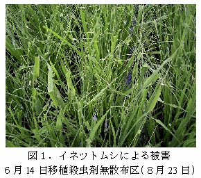 図1.イネツトムシによる被害