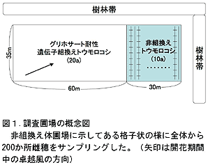図1.調査圃場の概念図