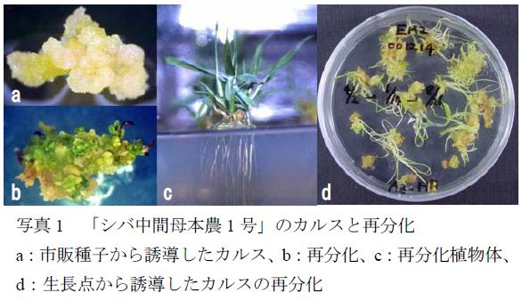 写真1 「シバ中間母本農1号」のカルスと再分化