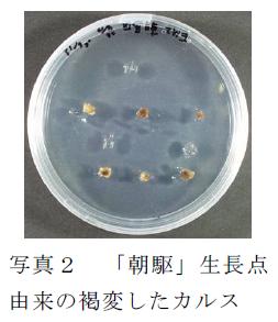 写真2 「朝駆」生長点由来の褐変したカルス