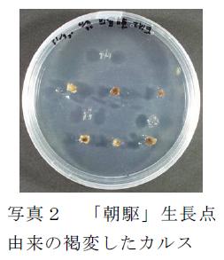 写真2 「朝駆」生長点由来の褐変したカルス