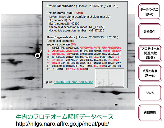 牛肉のプロテオーム解析データベース