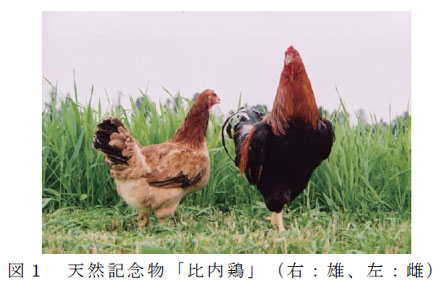 図1 天然記念物「比内鶏」( 右: 雄、左: 雌)