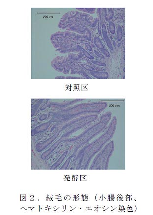 図2 .絨毛の形態(小腸後部、ヘマトキシリン・エオシン染色)