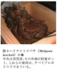 図3 ハリナシミツバチ(Melipona beecheii)の巣