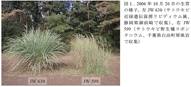 図1.2006 年10 月26 日の生育の様子。左JW 630(サトウキビ近縁遺伝資源リピディウム属、静岡県御前崎で収集)、右JW599(サトウキビ野生種スポンタニウム、千葉県白浜町屏風岩で収集)