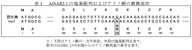 表1 AtNAR2.1 の塩基配列およびアミノ酸の置換部位