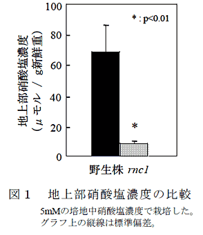 図1 地上部硝酸塩濃度の比較