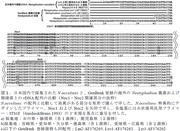図1.日本国内で採集されたN.occultans と、GenBank 登録の海外のNeotyphodium 属菌および類縁菌とのrDNA 配列の比較(Noc1・Noc2 関連部分の抜粋)