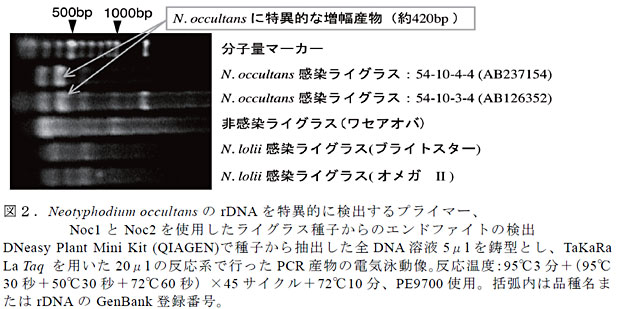 図2.Neotyphodium occultans のrDNA を特異的に検出するプライマー、Noc1 とNoc2 を使用したライグラス種子からのエンドファイトの検出