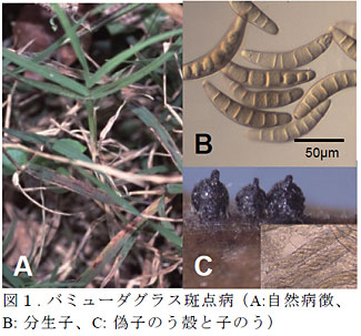 図1.バミューダグラス斑点病(A:自然病徴、B: 分生子、C: 偽子のう殻と子のう)
