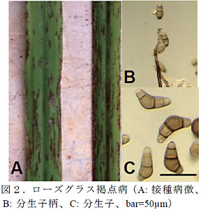 図2.ローズグラス褐点病(A: 接種病徴、B: 分生子柄、C: 分生子、bar=50μm)