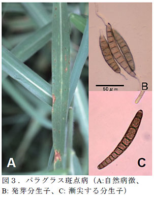 図3.パラグラス斑点病(A:自然病徴、B: 発芽分生子、C: 漸尖する分生子)