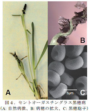 図4.セントオーガスチングラス黒穂病(A: 自然病徴、B: 病穂の拡大、C: 黒穂胞子)