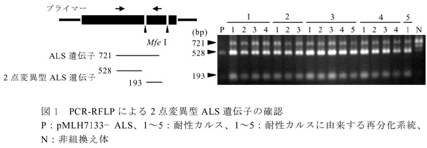 図1 PCR-RFLP による2 点変異型ALS 遺伝子の確認