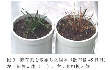 図3 除草剤を散布した個体(散布後45 日目)