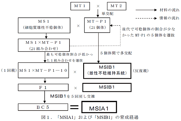 図1.「MSIA1」および「MSIB1」の育成経過
