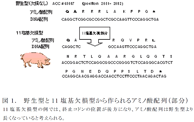 図1. 野生型と11 塩基欠損型から作られるアミノ酸配列(部分)