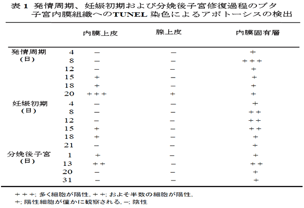 表1 発情周期、妊娠初期および分娩後子宮修復過程のブタ子宮内膜組織へのTUNEL 染色によるアポトーシスの検出