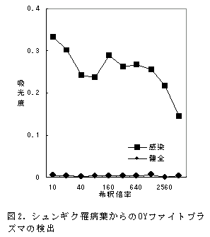図2.シュンギク罹病葉からのOYファイトプラ ズマの検出