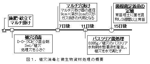 図1.植穴消毒と微生物資材処理の概要