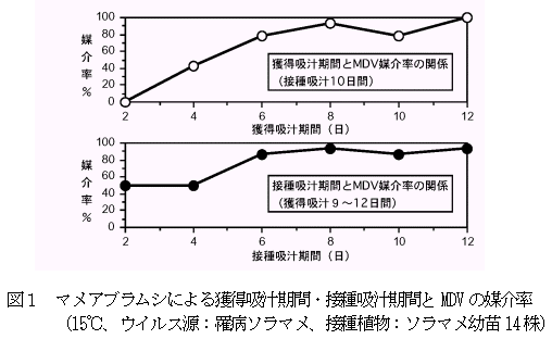 図1 マメアブラムシによる獲得吸汁期間・接種吸汁期間とMDV の媒介率