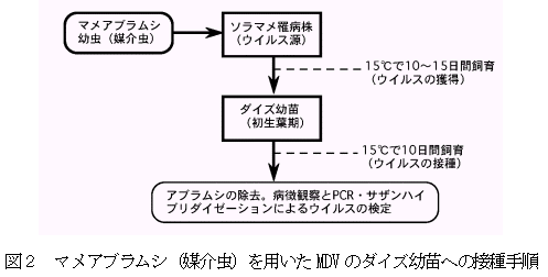 図2 マメアブラムシ(媒介虫)を用いたMDV のダイズ幼苗への接種手順