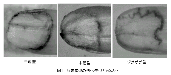 図1 加害痕型の例