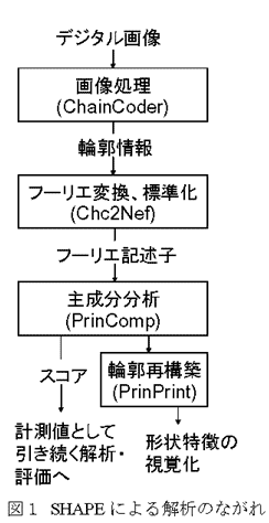 図1 SHAPEによる解析のながれ