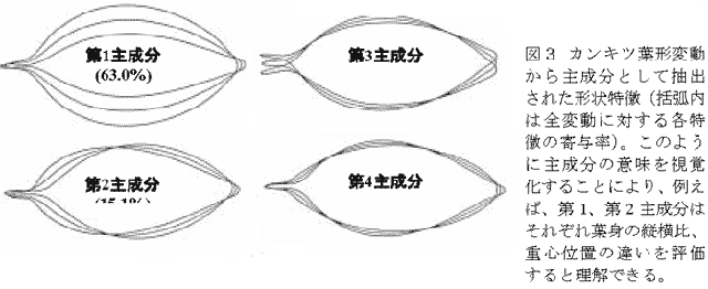 図3 カンキツ葉形変動から主成分として抽出された形状特徴(括弧内は全変動に対する各特徴の寄与率)。