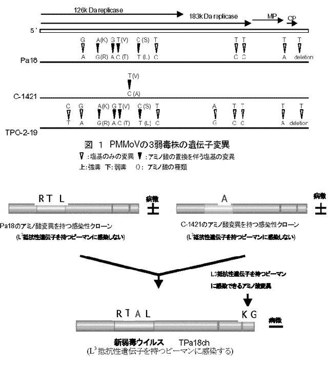 図 1 PMMoVの3弱毒株の遺伝子変異