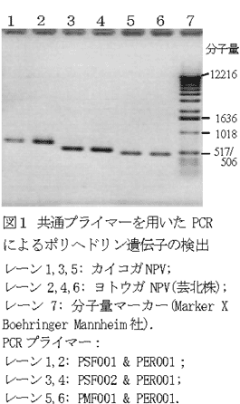 図1 共通プライマーを用いたPCRによるポリヘドリン遺伝子の検出