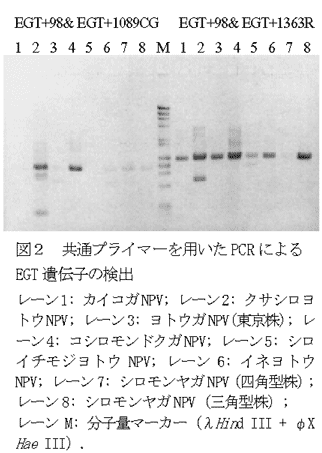 図2 共通プライマーを用いたPCRによるEGT遺伝子の検出