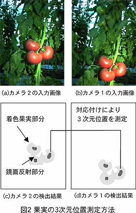 図2 果実の3 次元位置測定方法